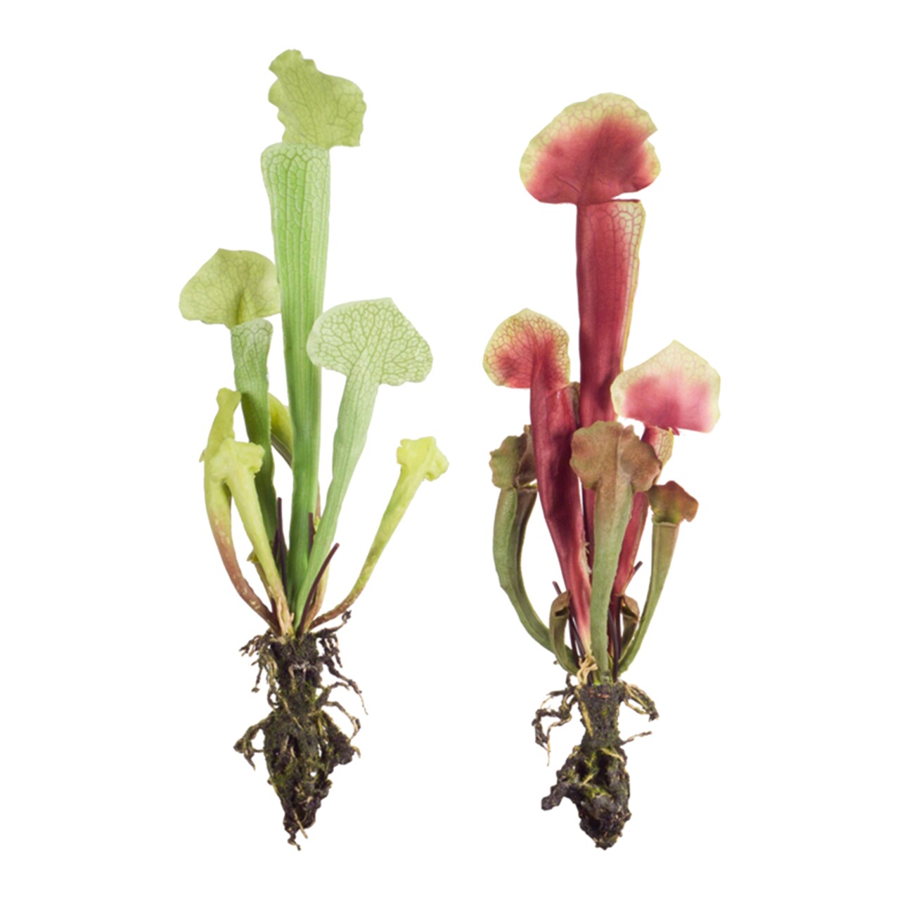 Melrose Cobra Lily Plant (Set Of 12) 13"H Polyester, Plastic
